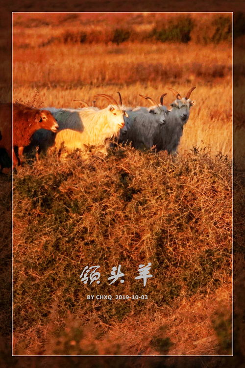 包含联赛中期过半,领头羊脱颖而出!的词条 包含联赛中期过半,领头羊脱颖而出!的词条